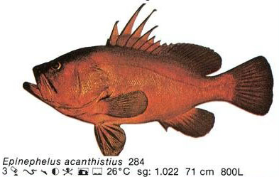 Epinephelus acanthistius